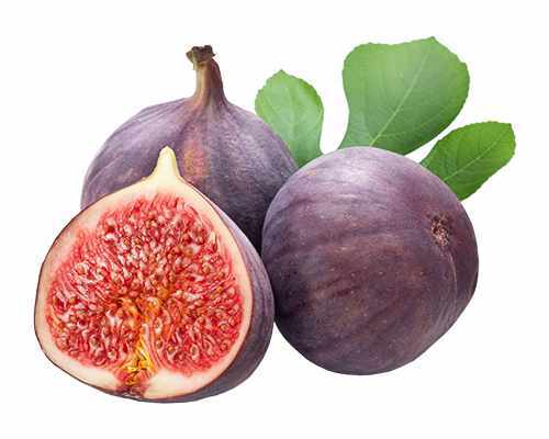 Feige brown turkey ficus - turkey',