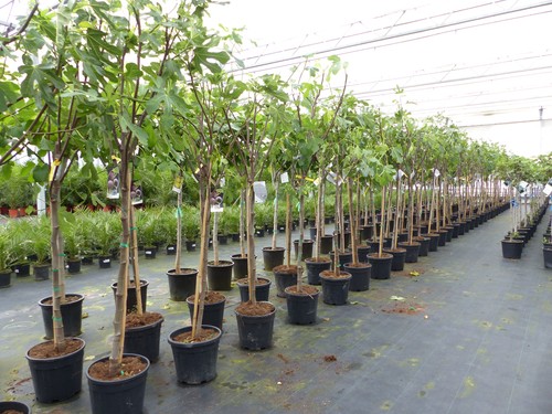 Feigenbaum 170cm obstbaum - feigenbaum,
