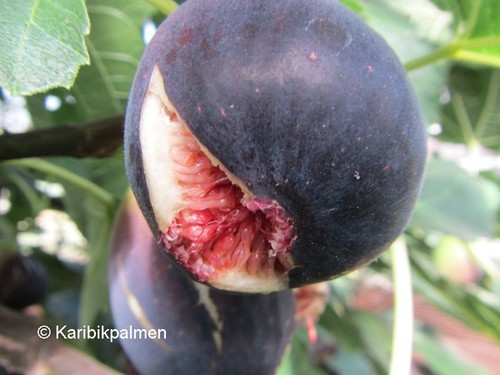 Ficus carica brunswick - ficus,