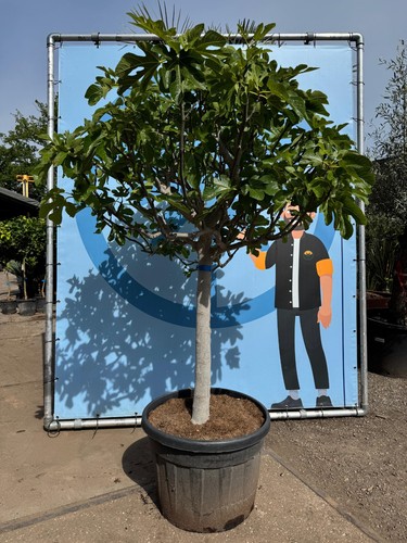 Feigenbaum jahre alt - -,