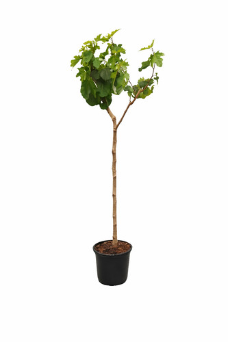 Feigenbaum brown turkey 160 - feigenbaum,