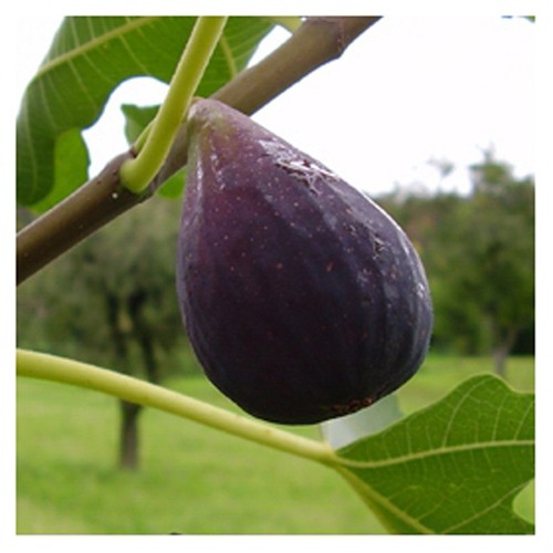 Ficus carica brown turkey - ficus, turkey'